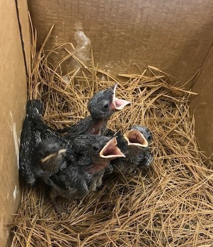 Purple Martin Chicks